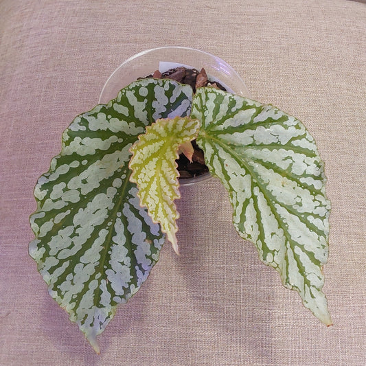 Begonia Avalance