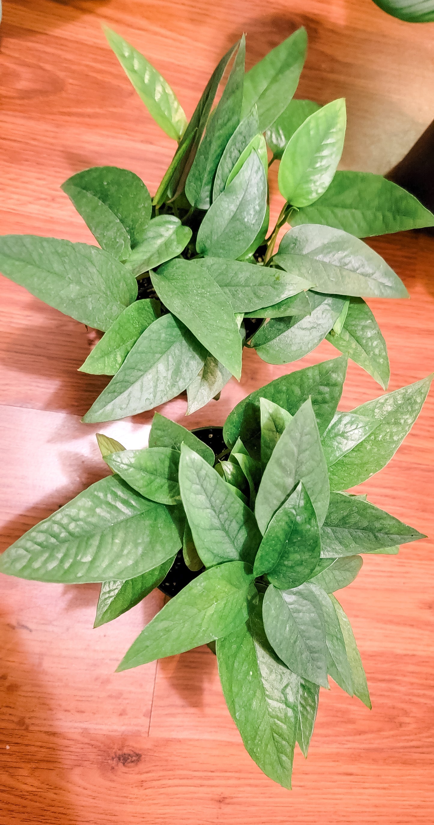 Cebu Blue Pothos