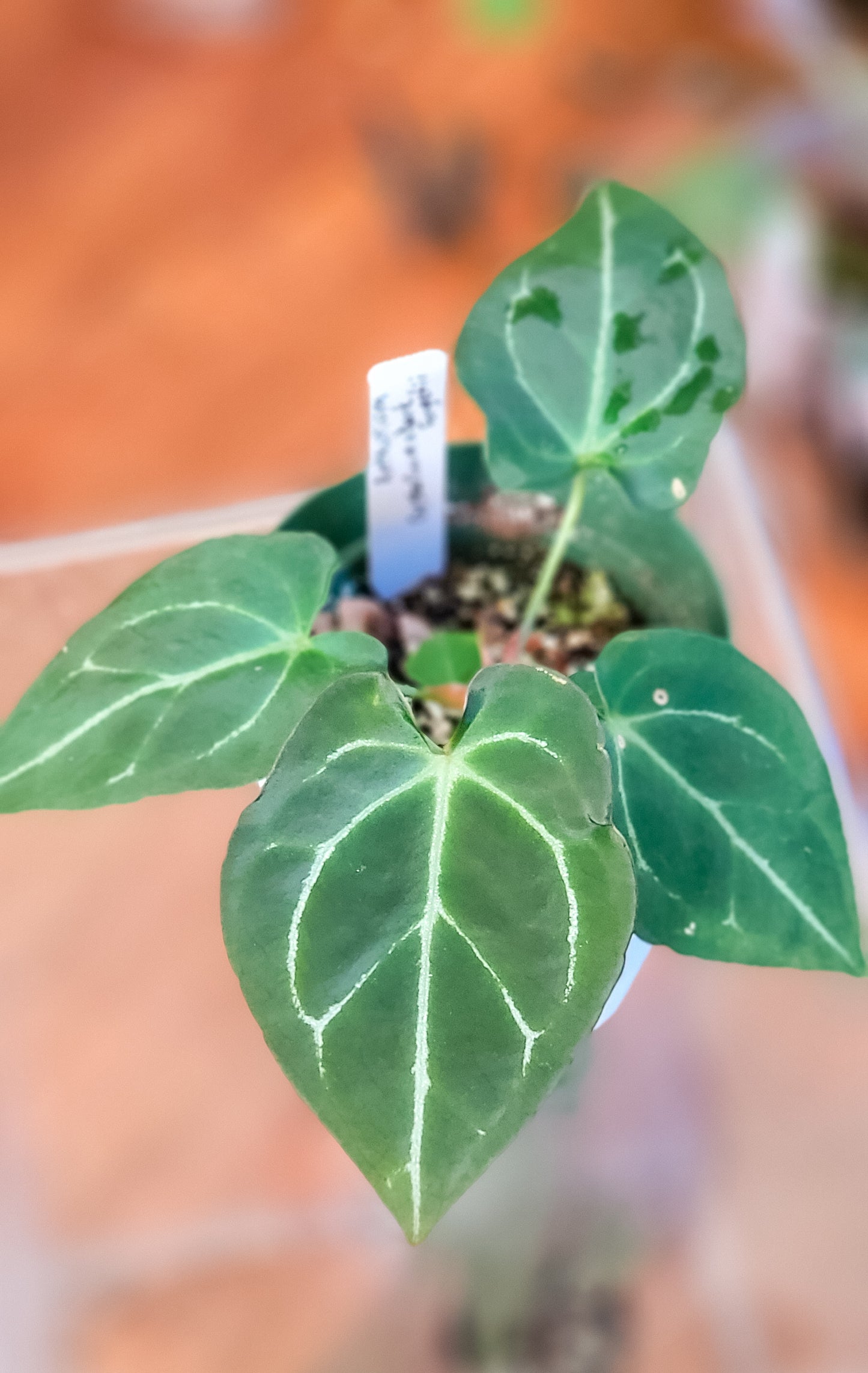 Anthurium Crystallinum x Dark Forgetii