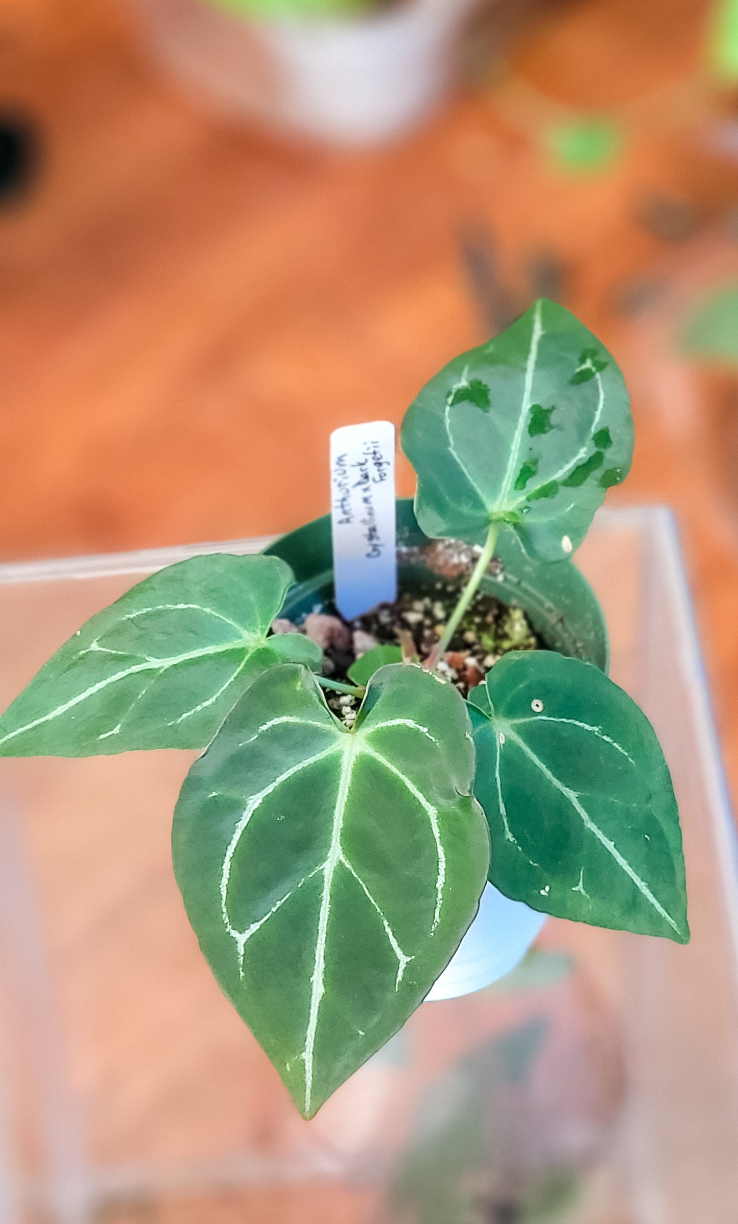 Anthurium Crystallinum x Dark Forgetii