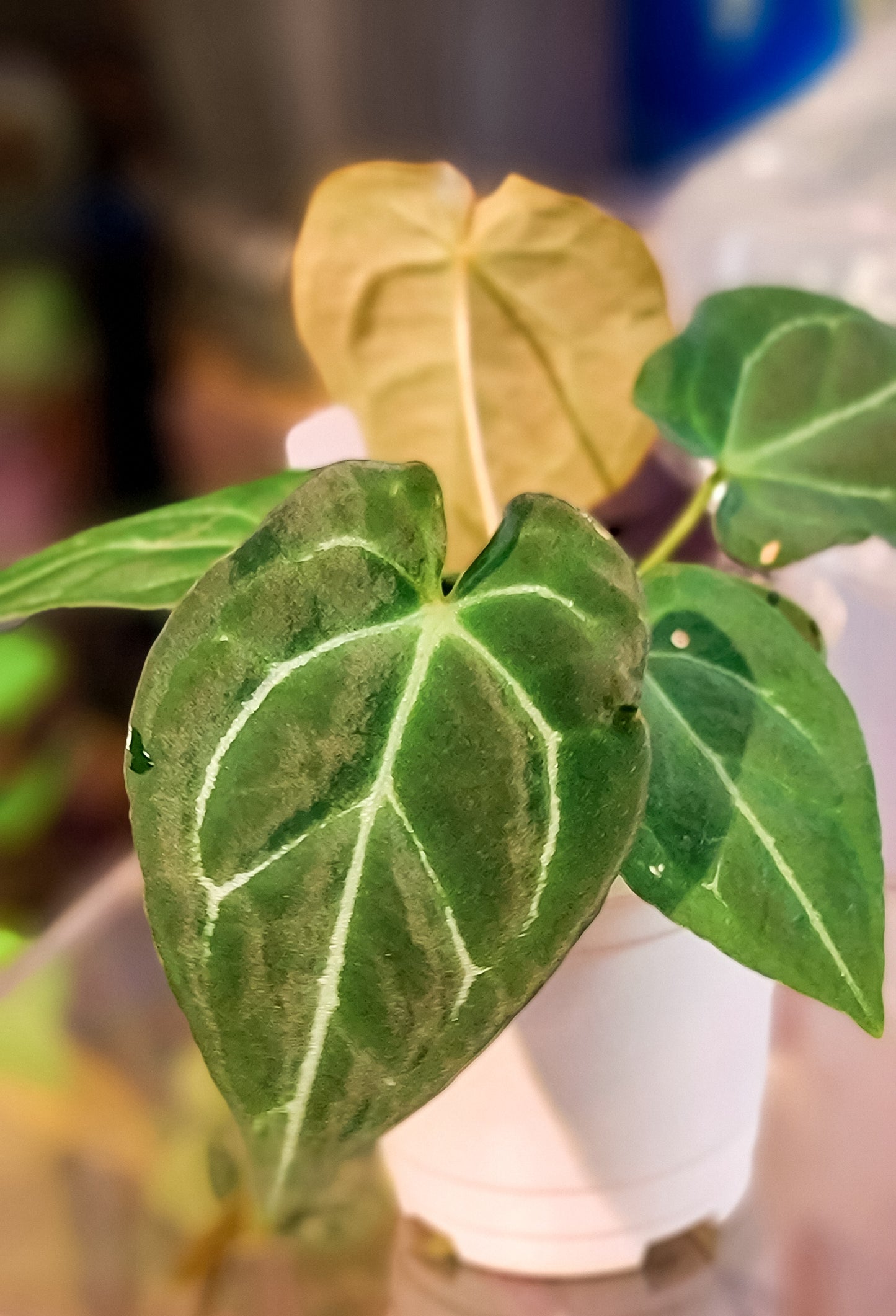 Anthurium Crystallinum x Dark Forgetii