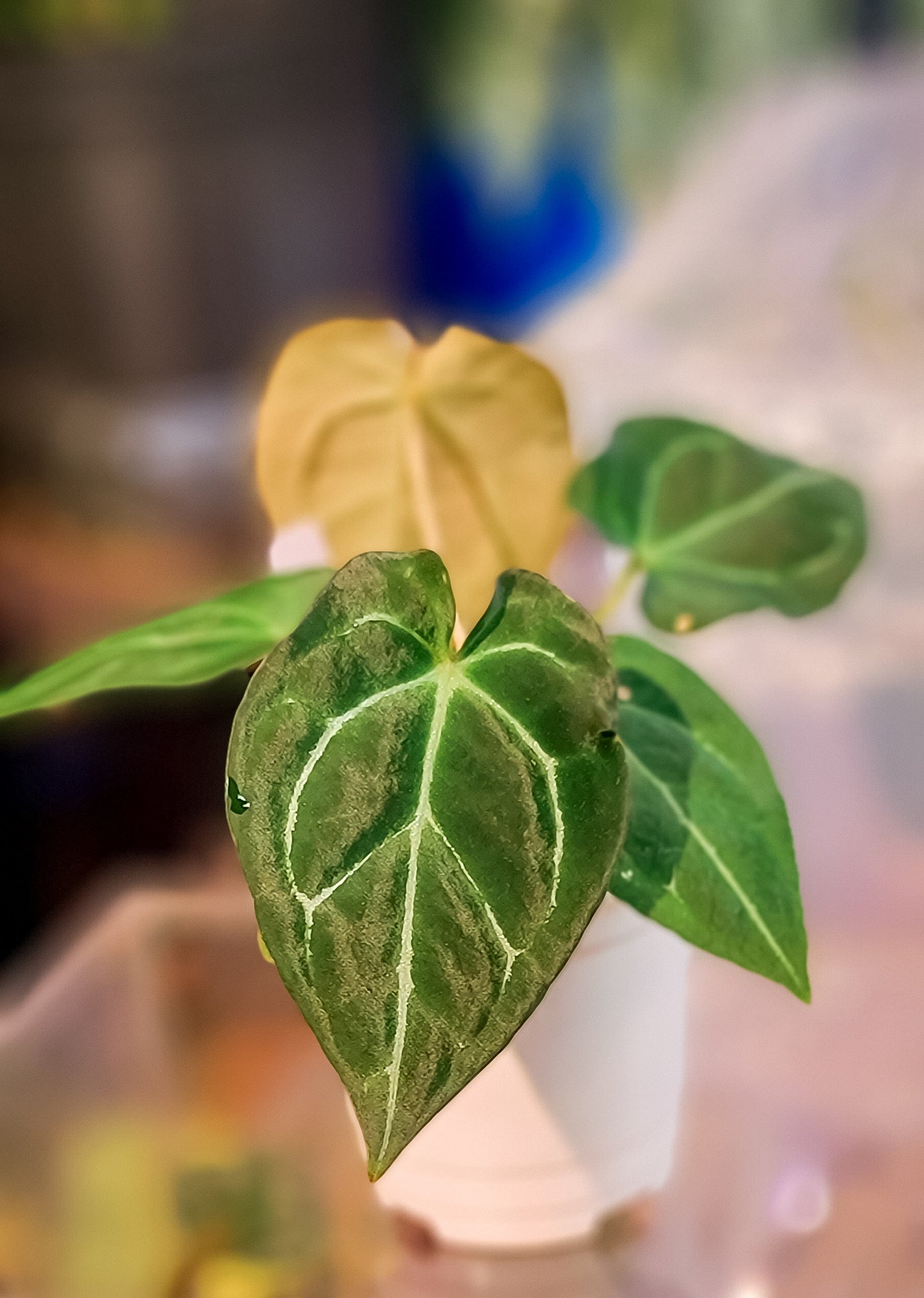 Anthurium Crystallinum x Dark Forgetii