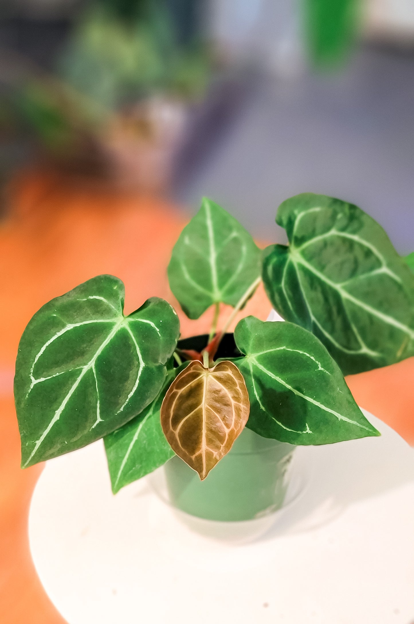 Anthurium Crystallinum x Dark Forgetii