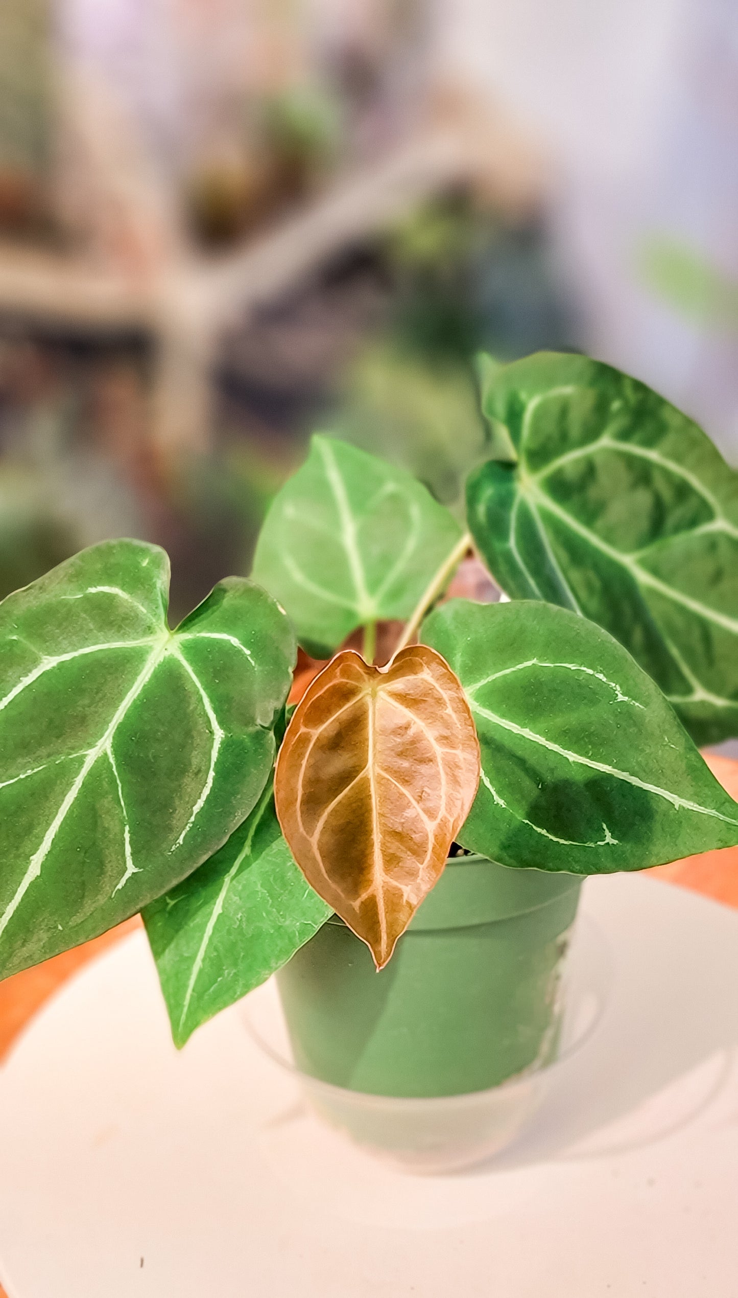 Anthurium Crystallinum x Dark Forgetii