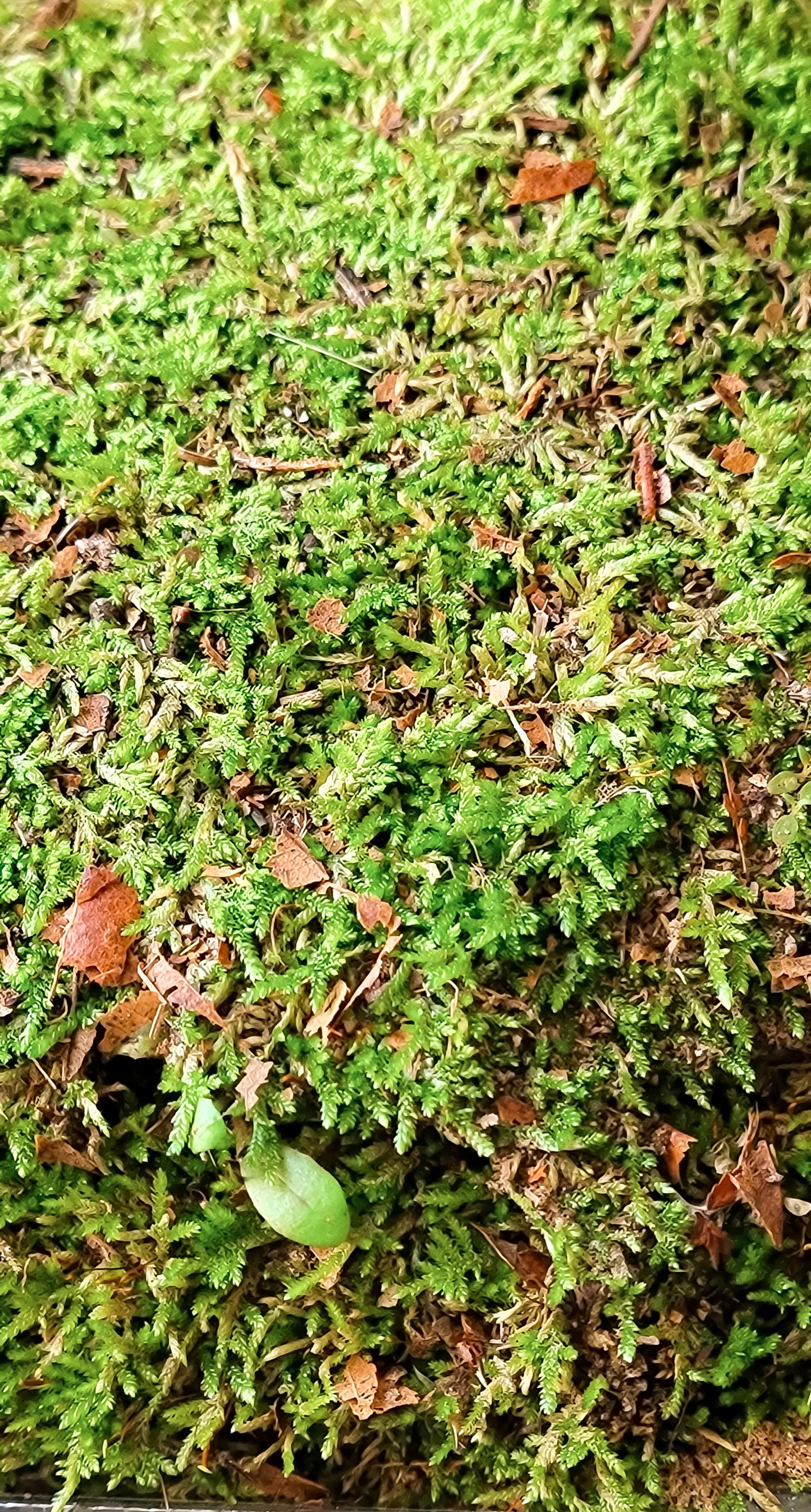 Live Moss