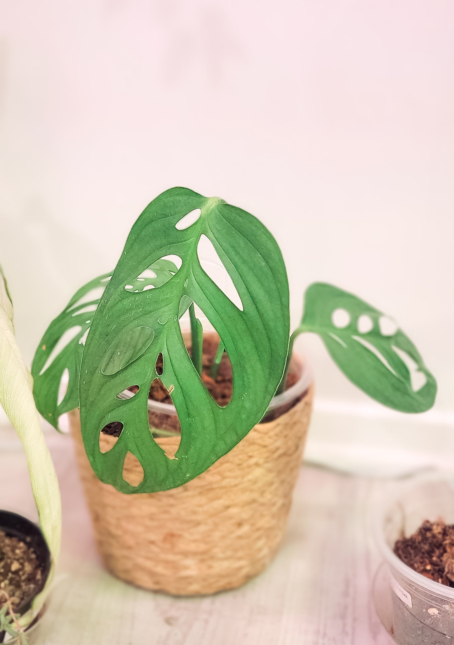 Monstera Esqueleto