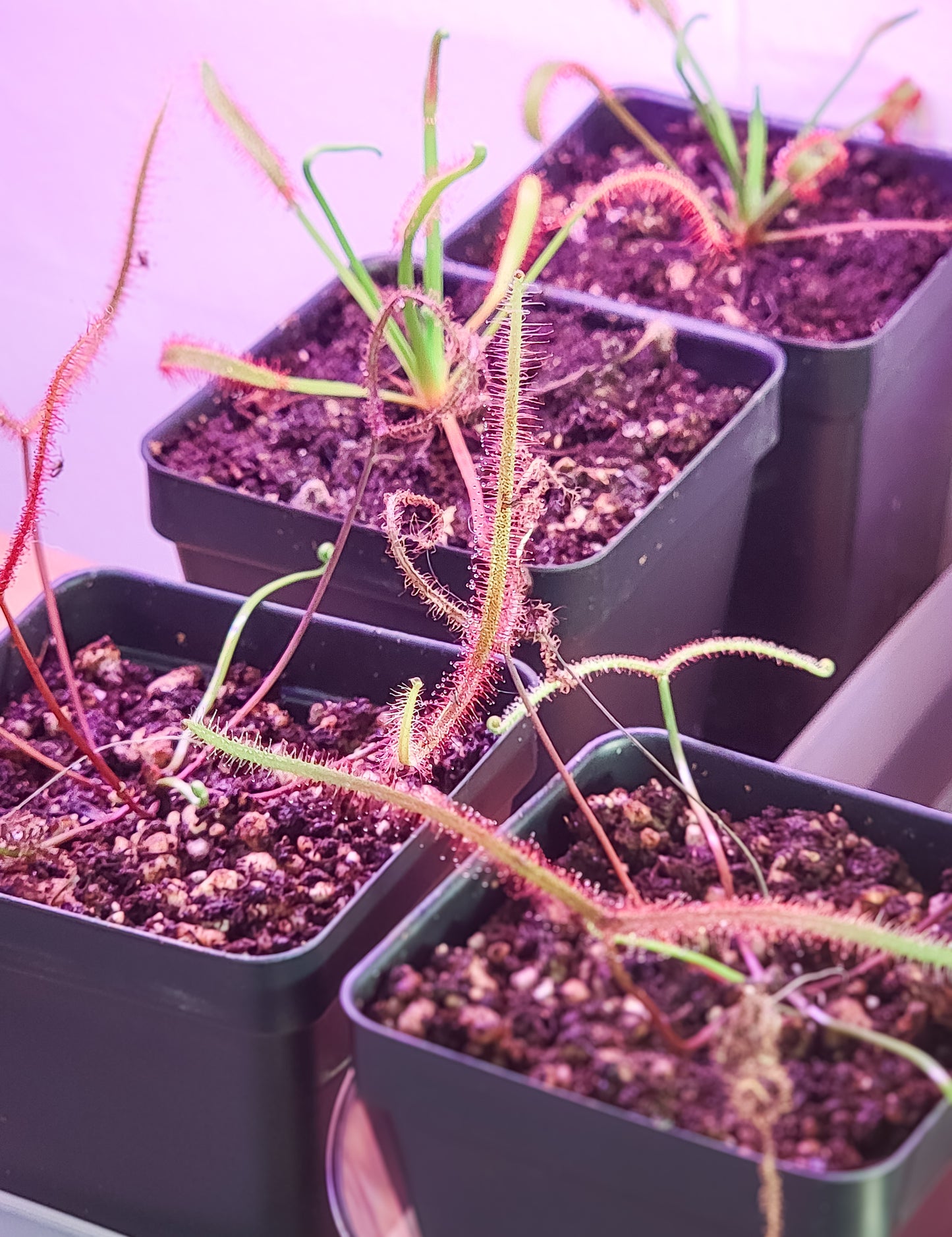 Drosera binata