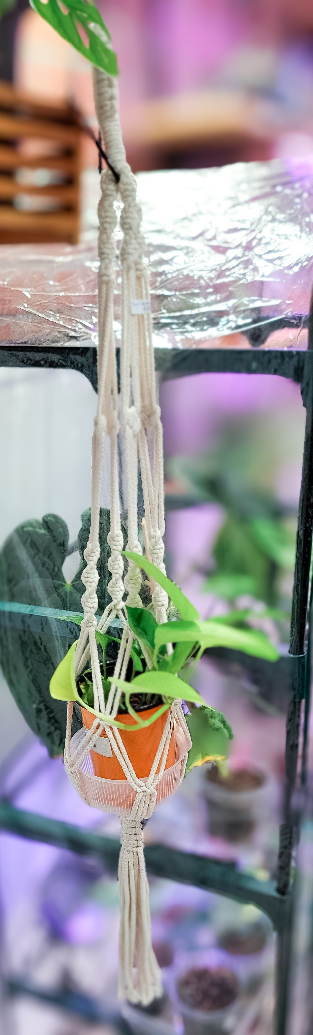 Macrame Plant Hanger