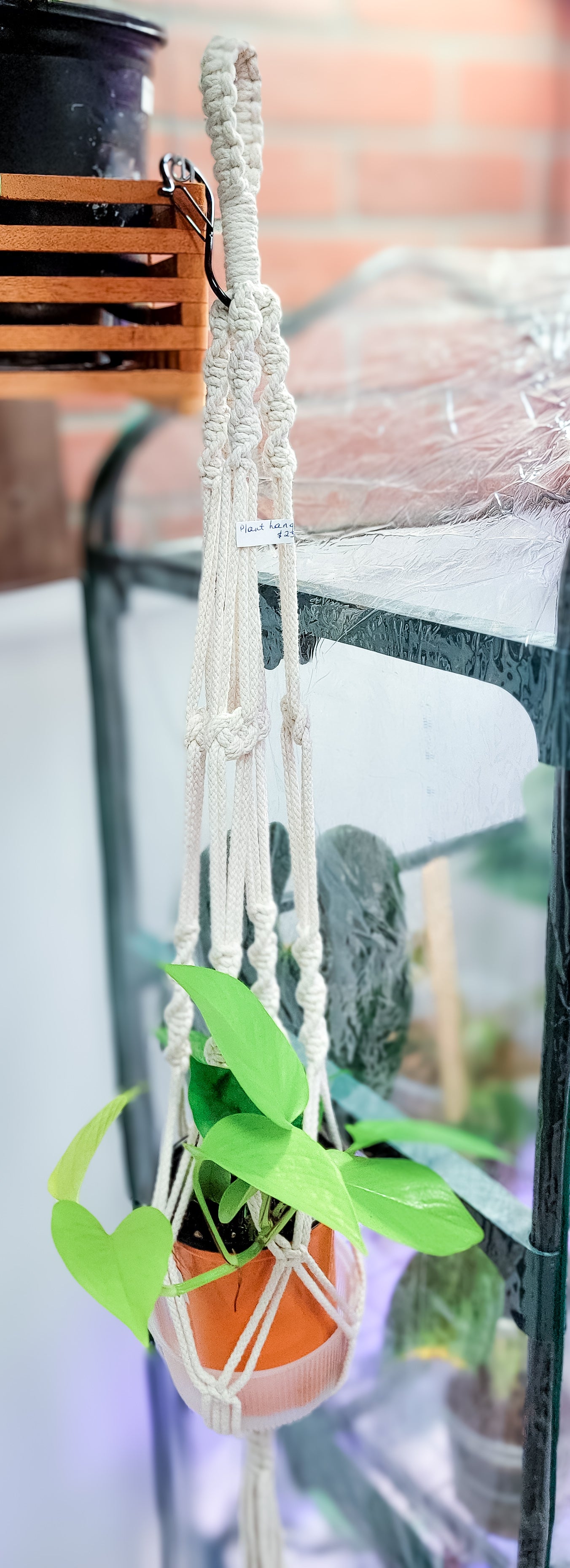 Macrame Plant Hanger