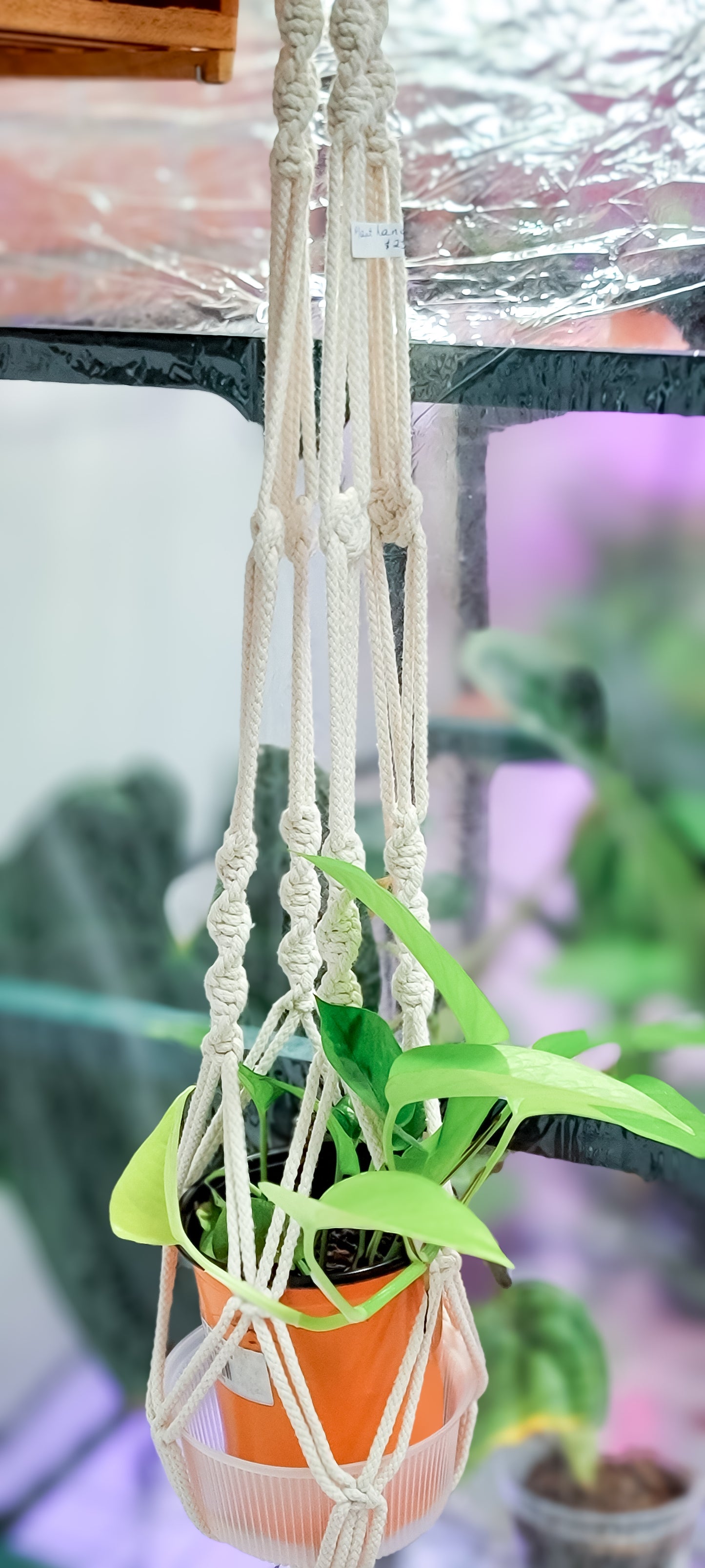 Macrame Plant Hanger