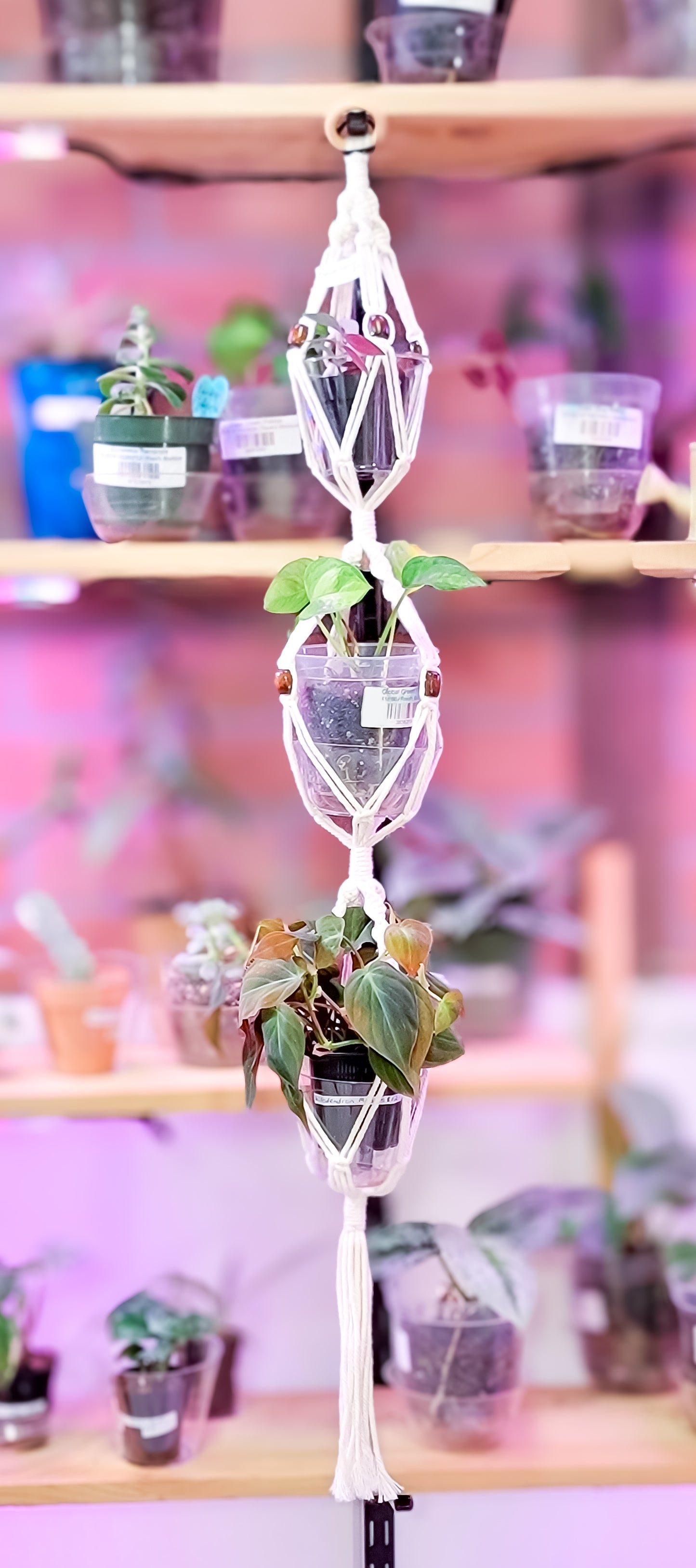 Macrame Plant Hanger