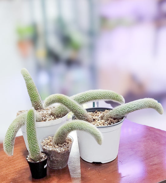 Monkey Tail Cactus (Cleistocactus colademononis)
