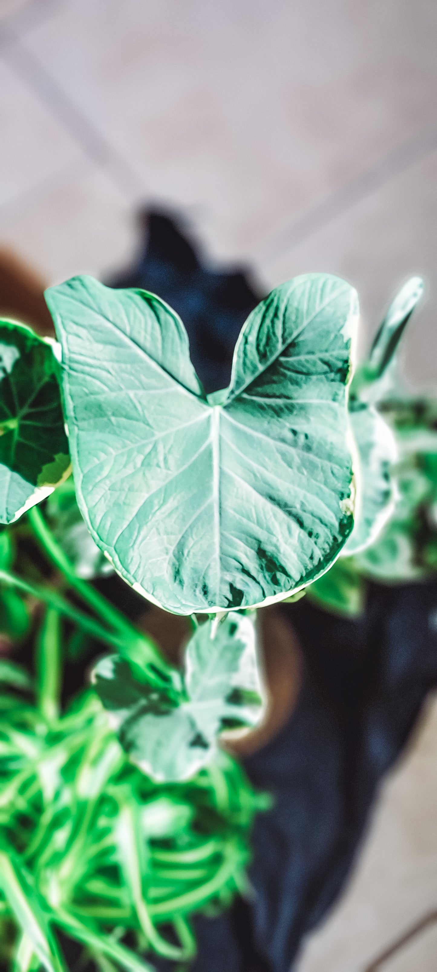 Alocasia Mickey Mouse