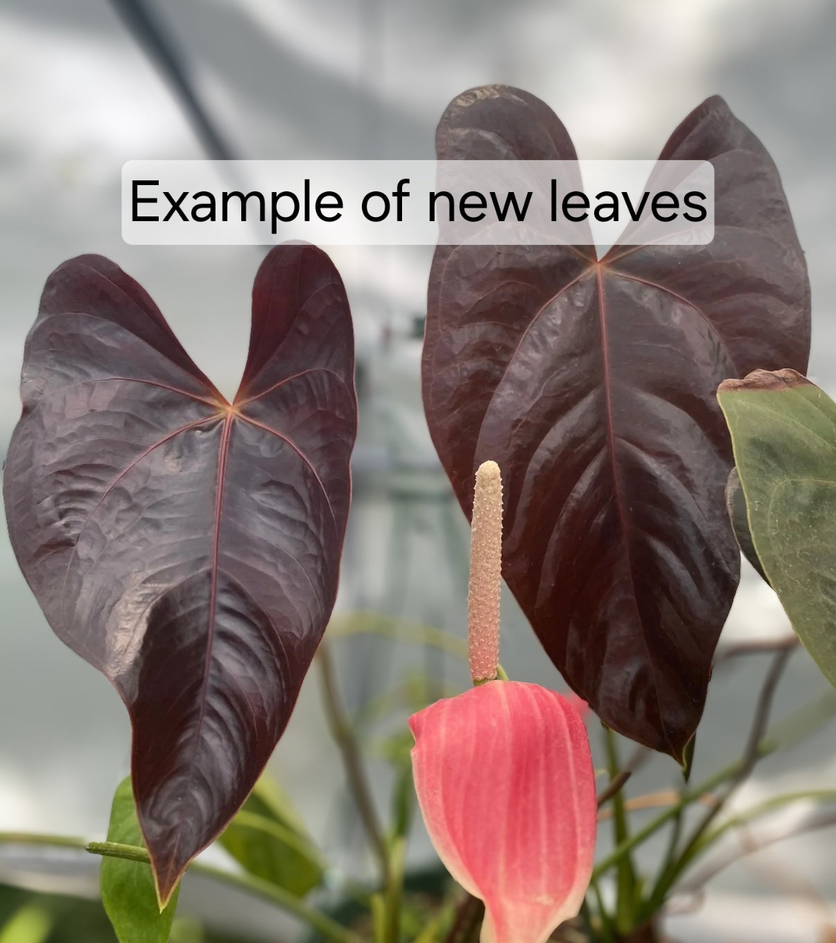 Anthurium Moodeanum