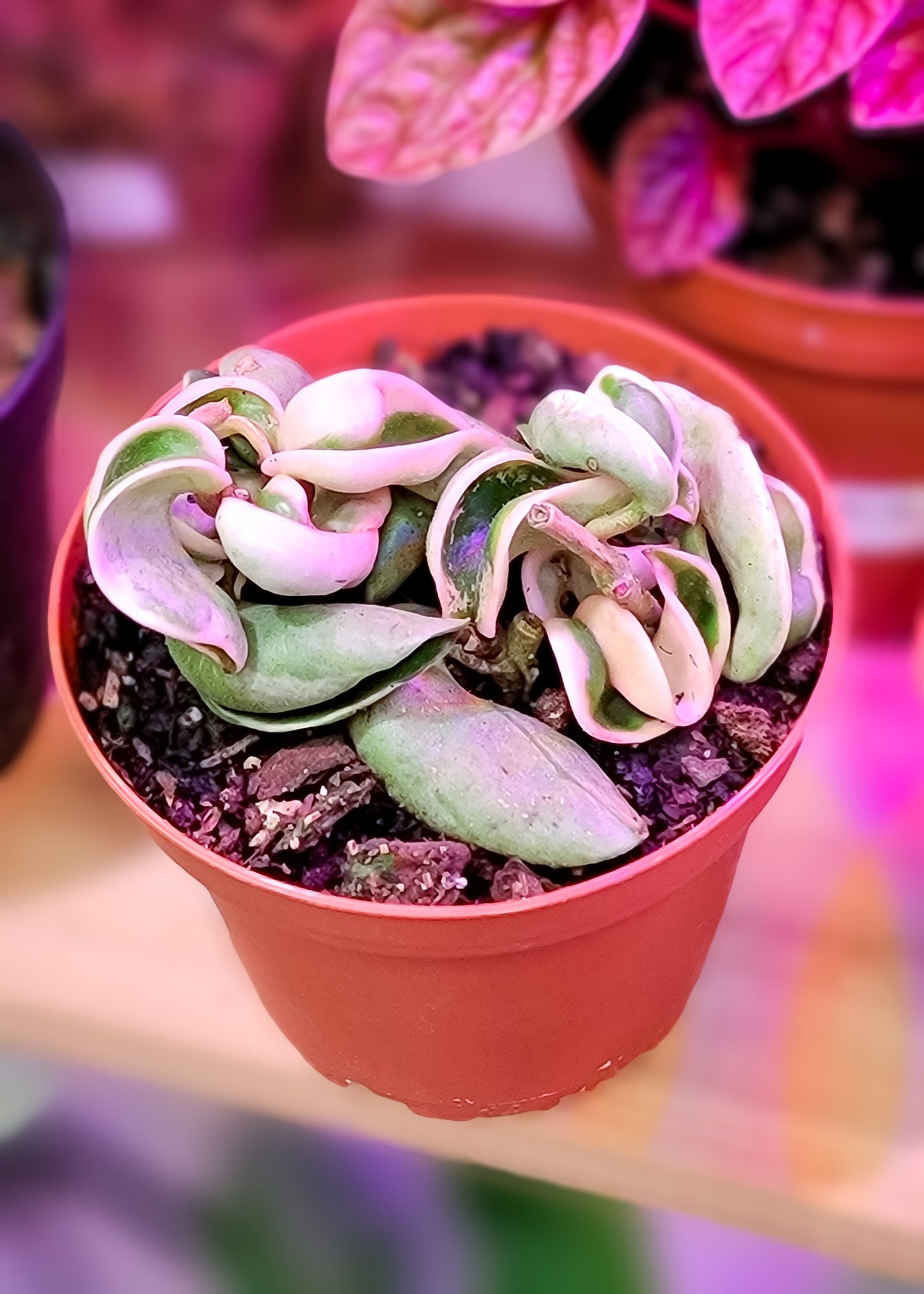 HOYA ROPE VARIEGATED