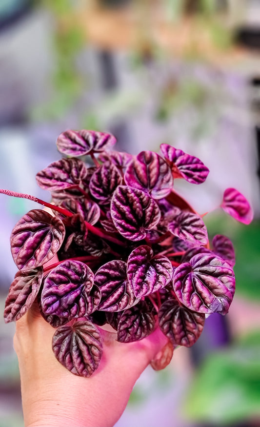 PEPEROMIA RIPPLE RED 4-inch