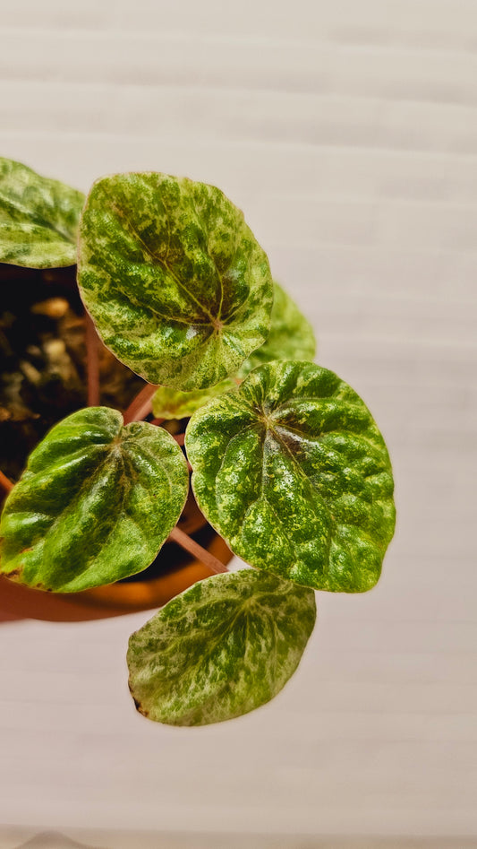 Peperomia Freckles