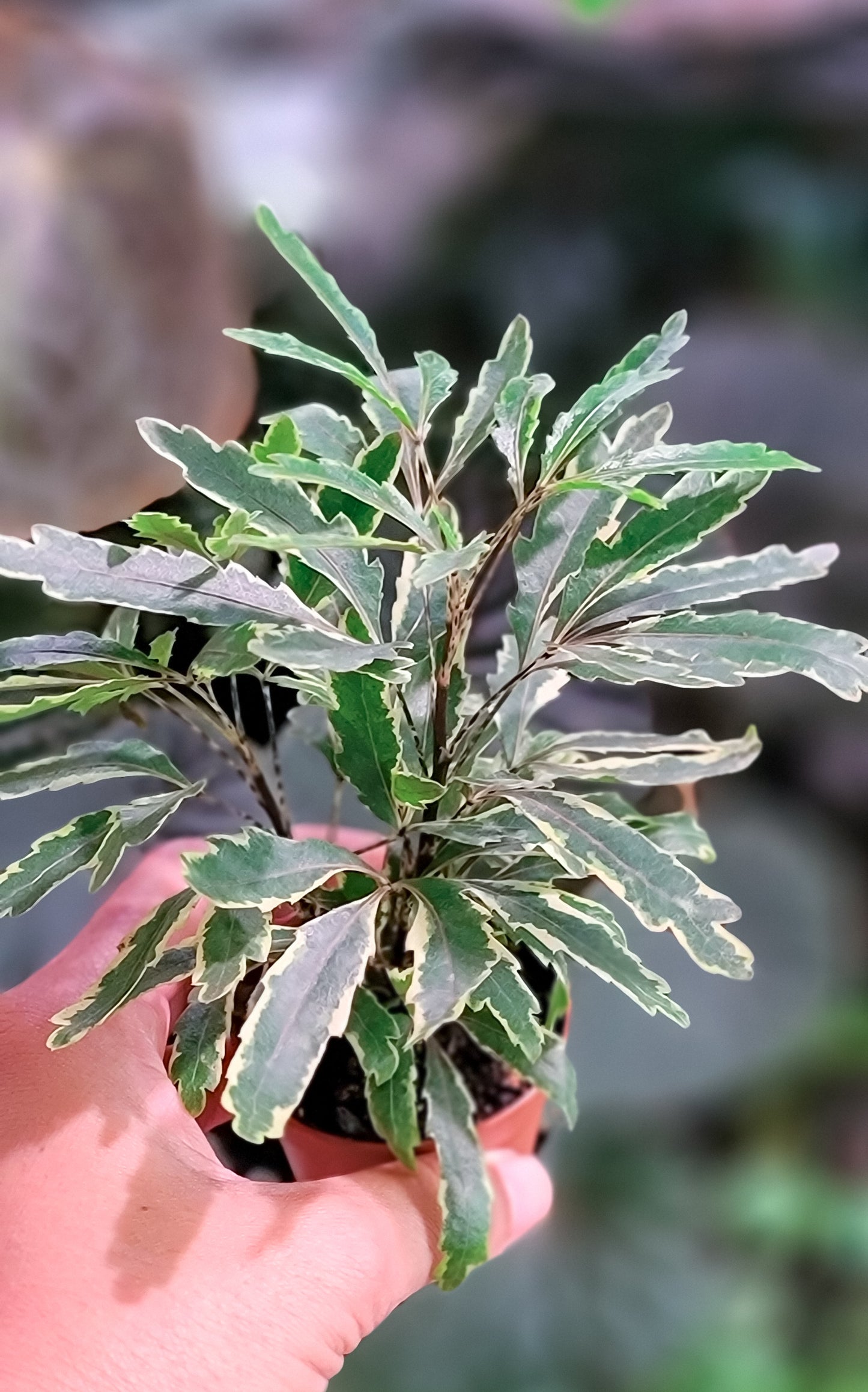 False Aralia - Local Only