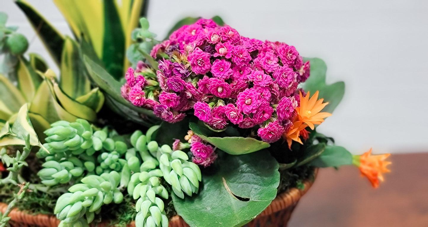 Succulent Garden Basket