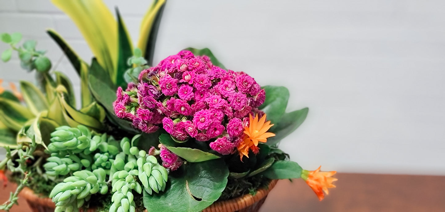 Succulent Garden Basket