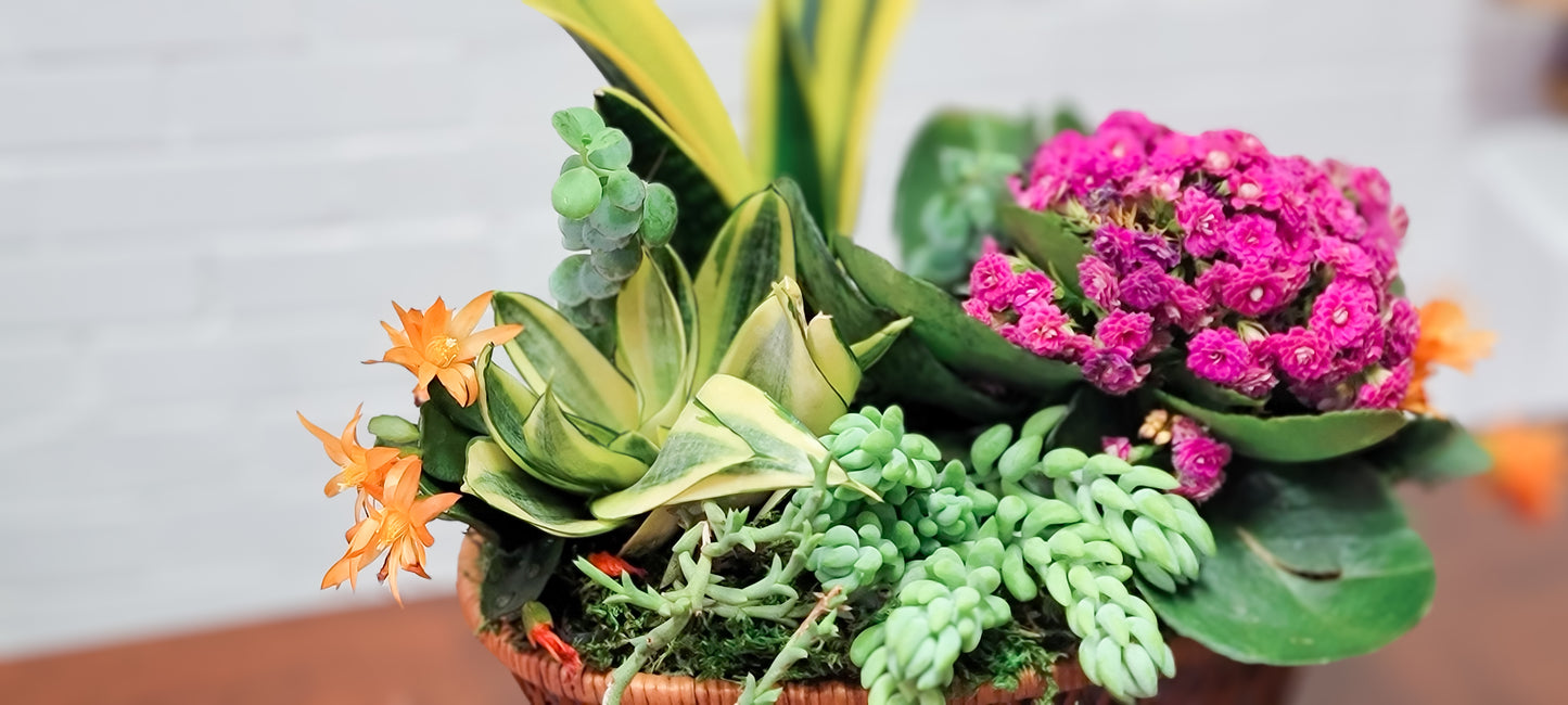 Succulent Garden Basket