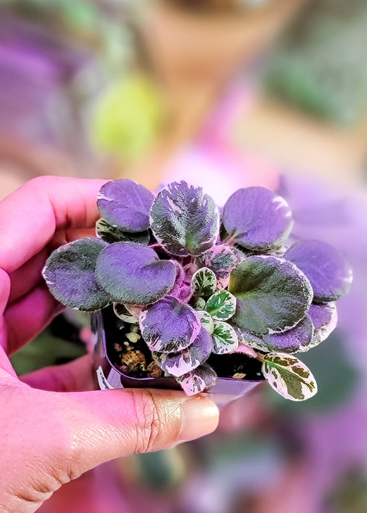 African Violet variegated