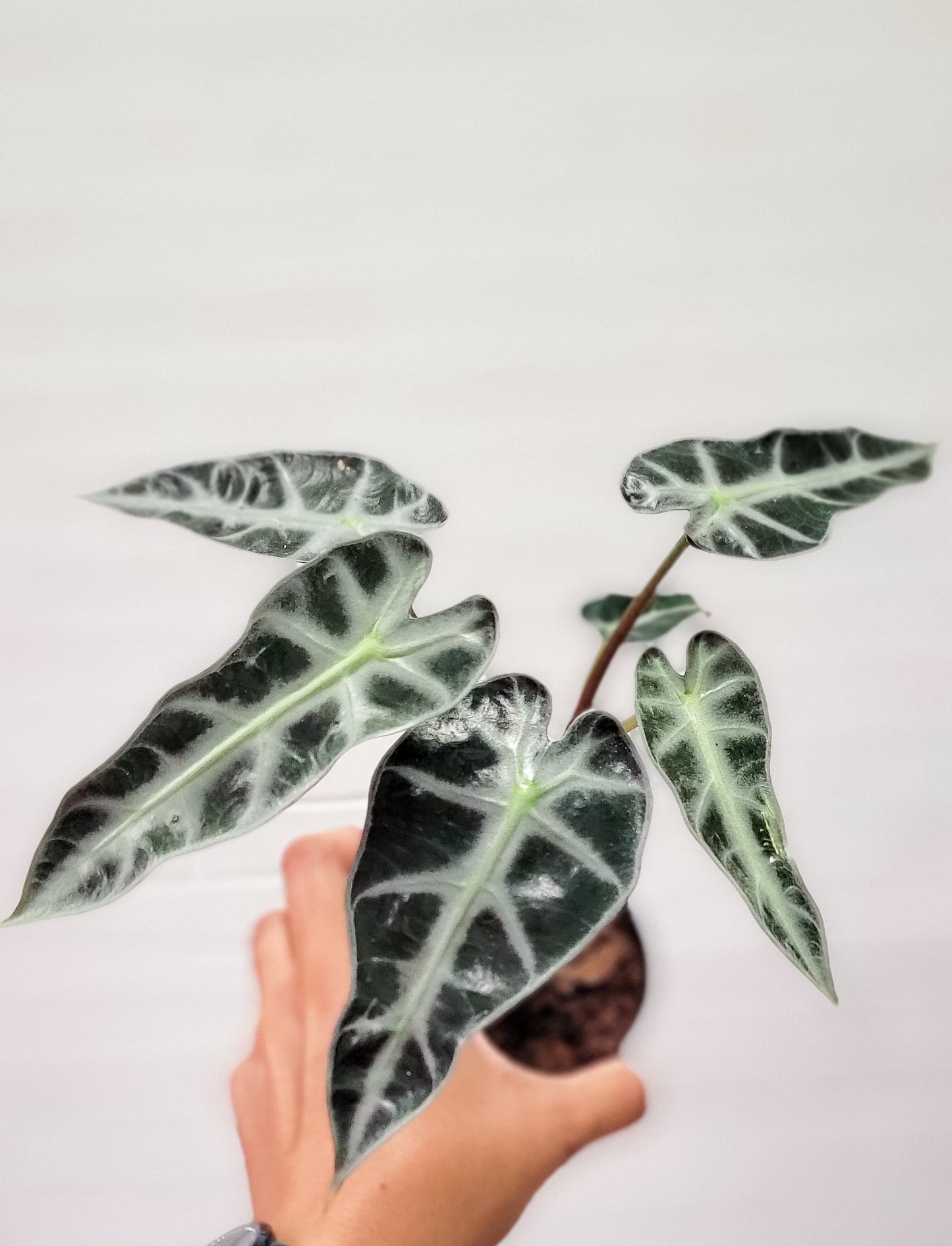 Alocasia Amazonica