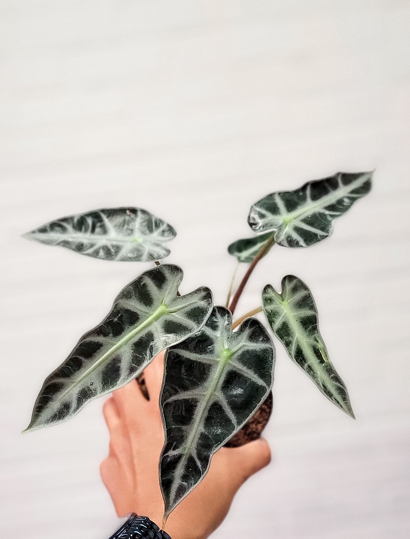 Alocasia Amazonica