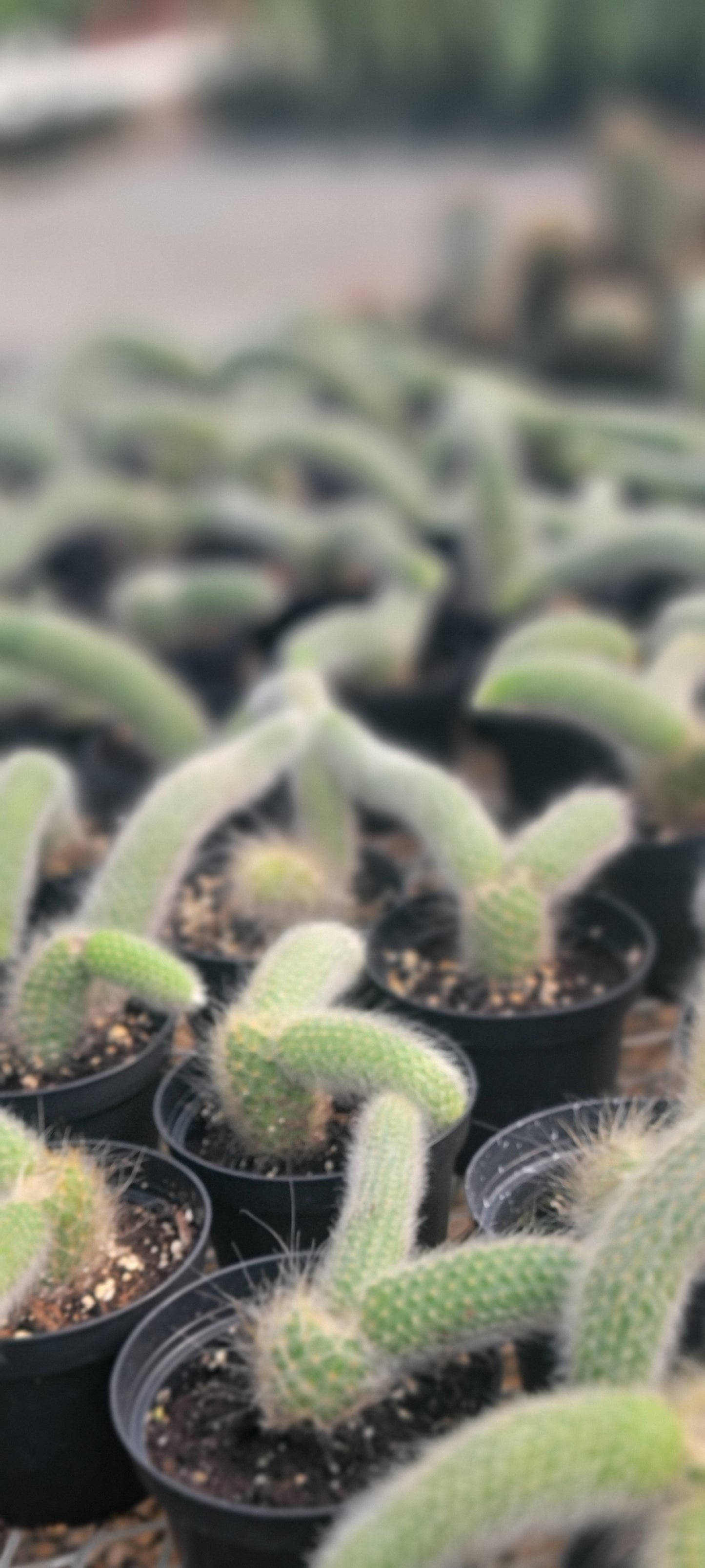 Monkey Tail Cactus (Cleistocactus colademononis)