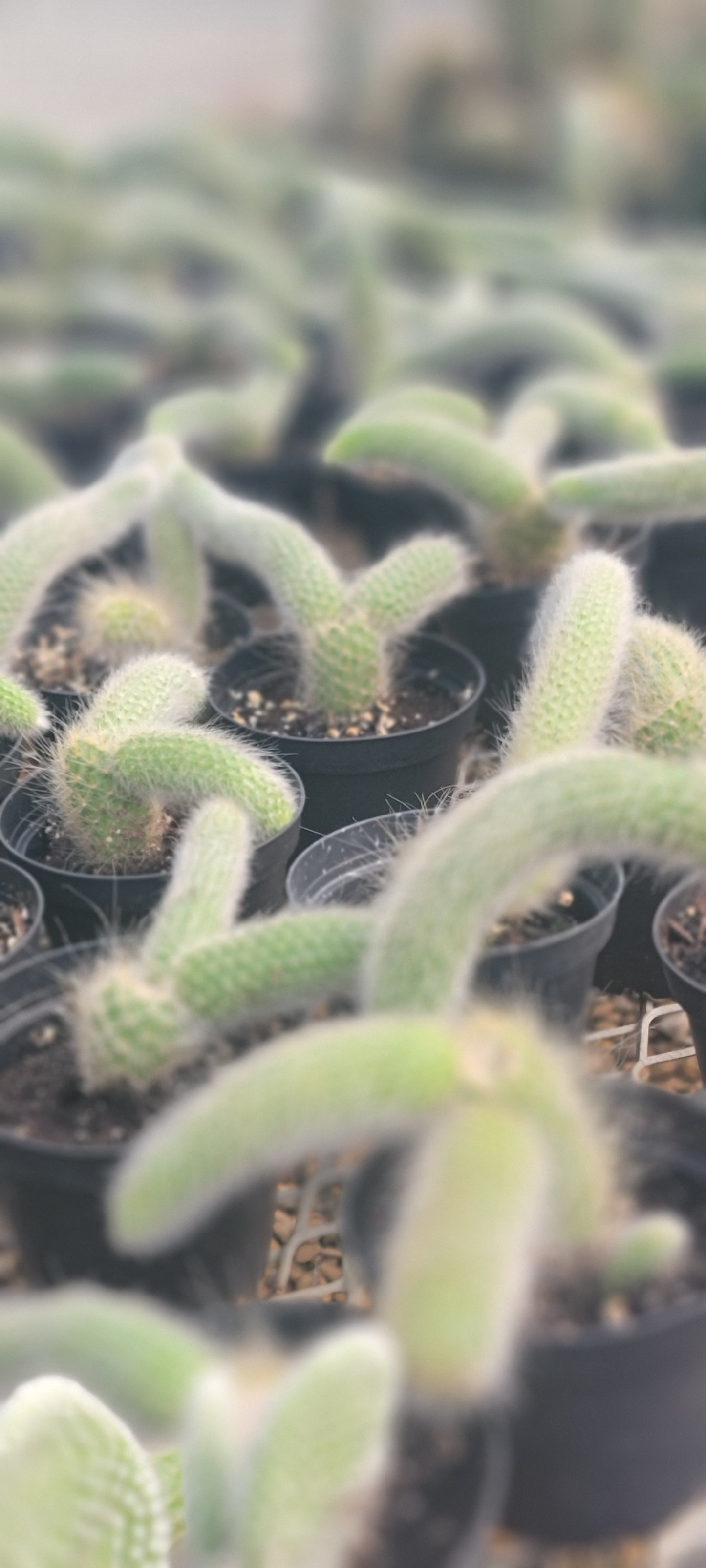 Monkey Tail Cactus (Cleistocactus colademononis)