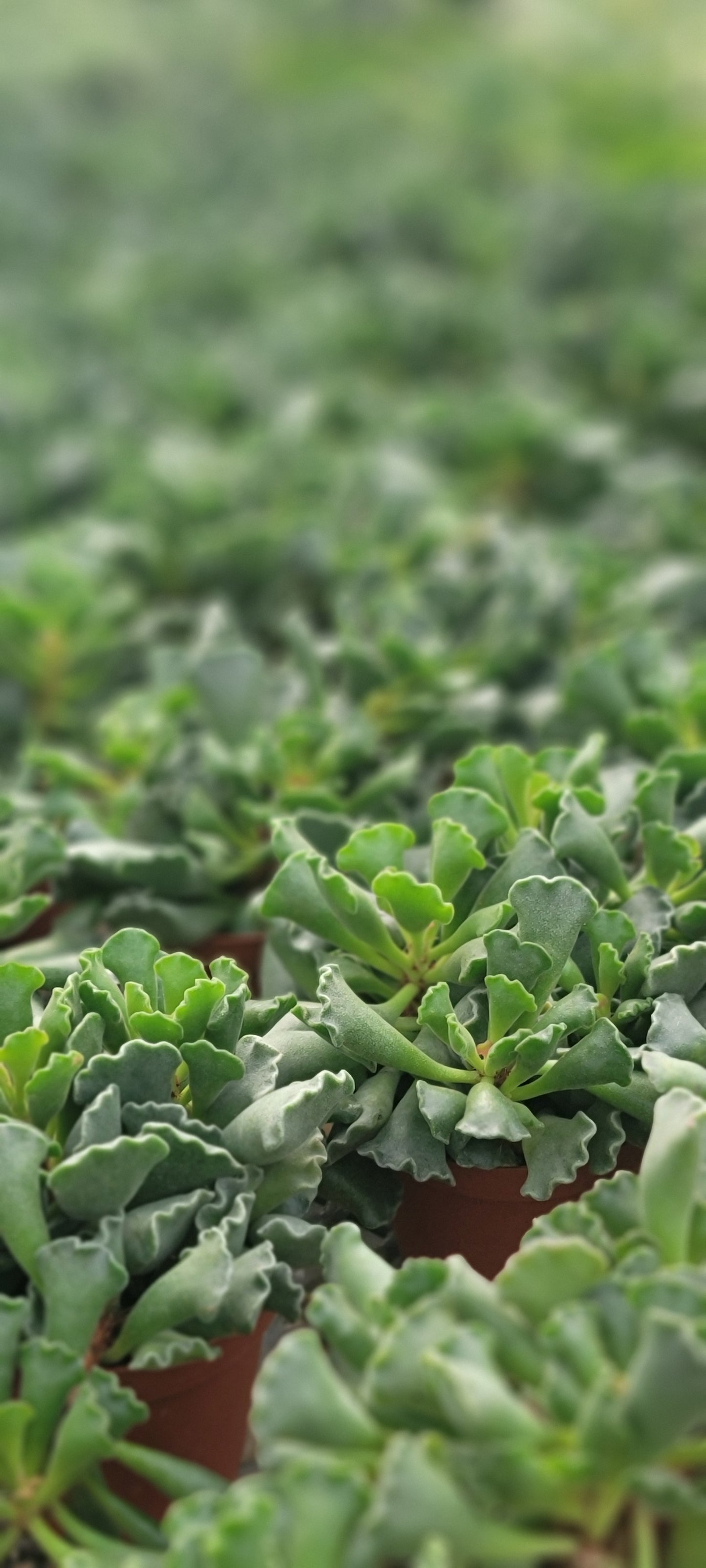 Crinkle Leaf Plant
