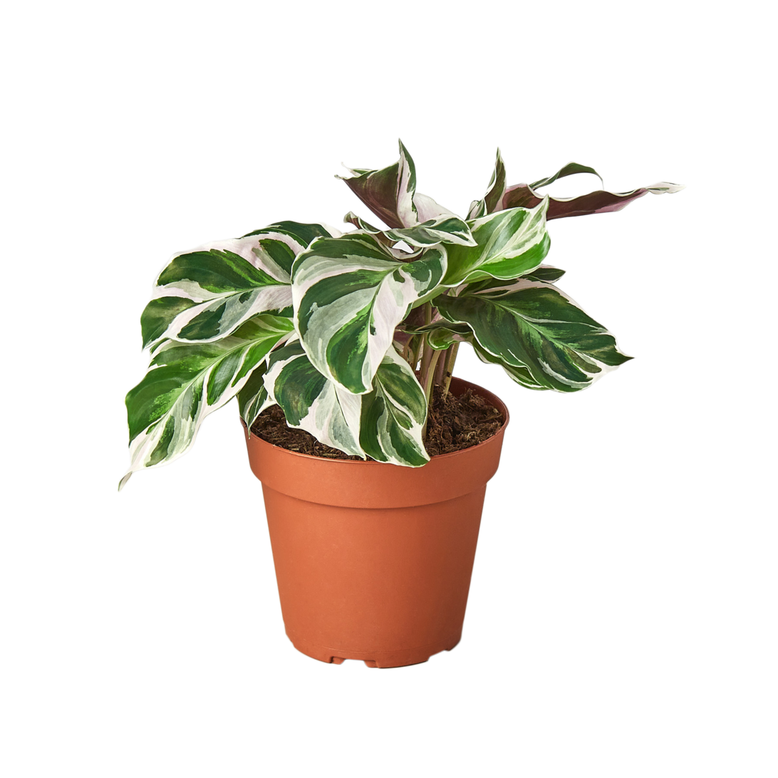 CALATHEA WHITE FUSION