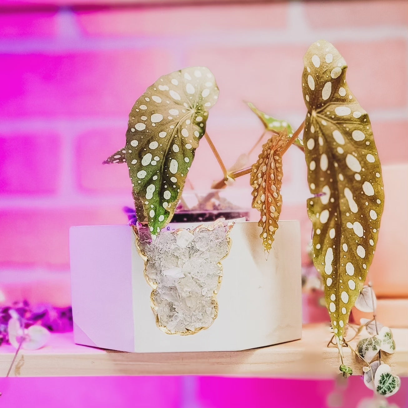 Raw Clear Quartz Geode Planter