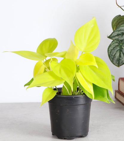 Lemon Lime Hederaceum Philodendron