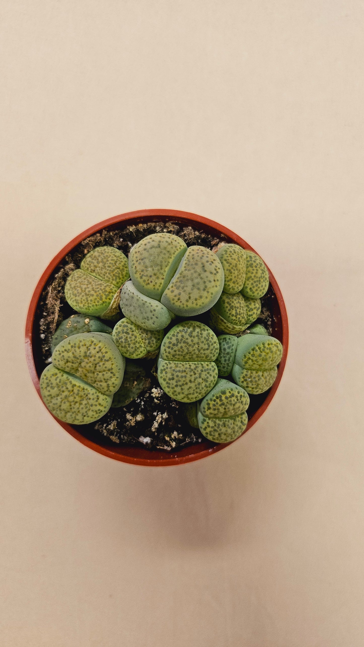 Lithops