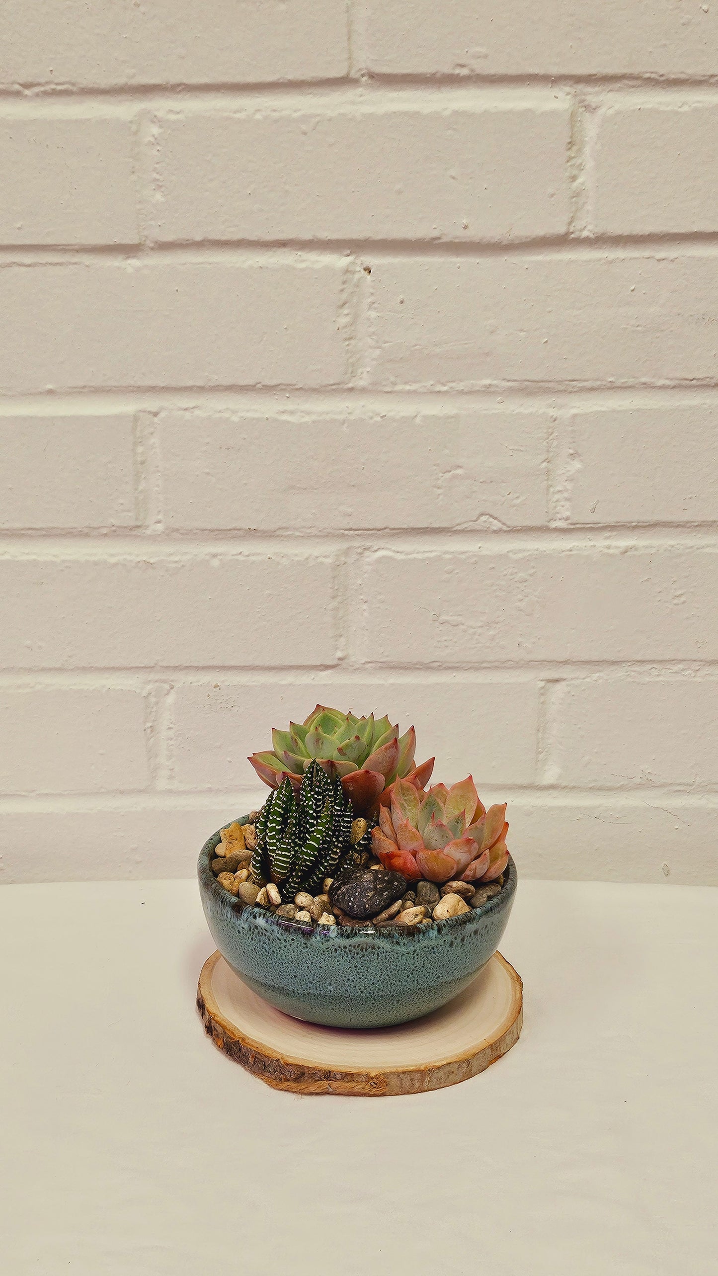 Succulent Garden