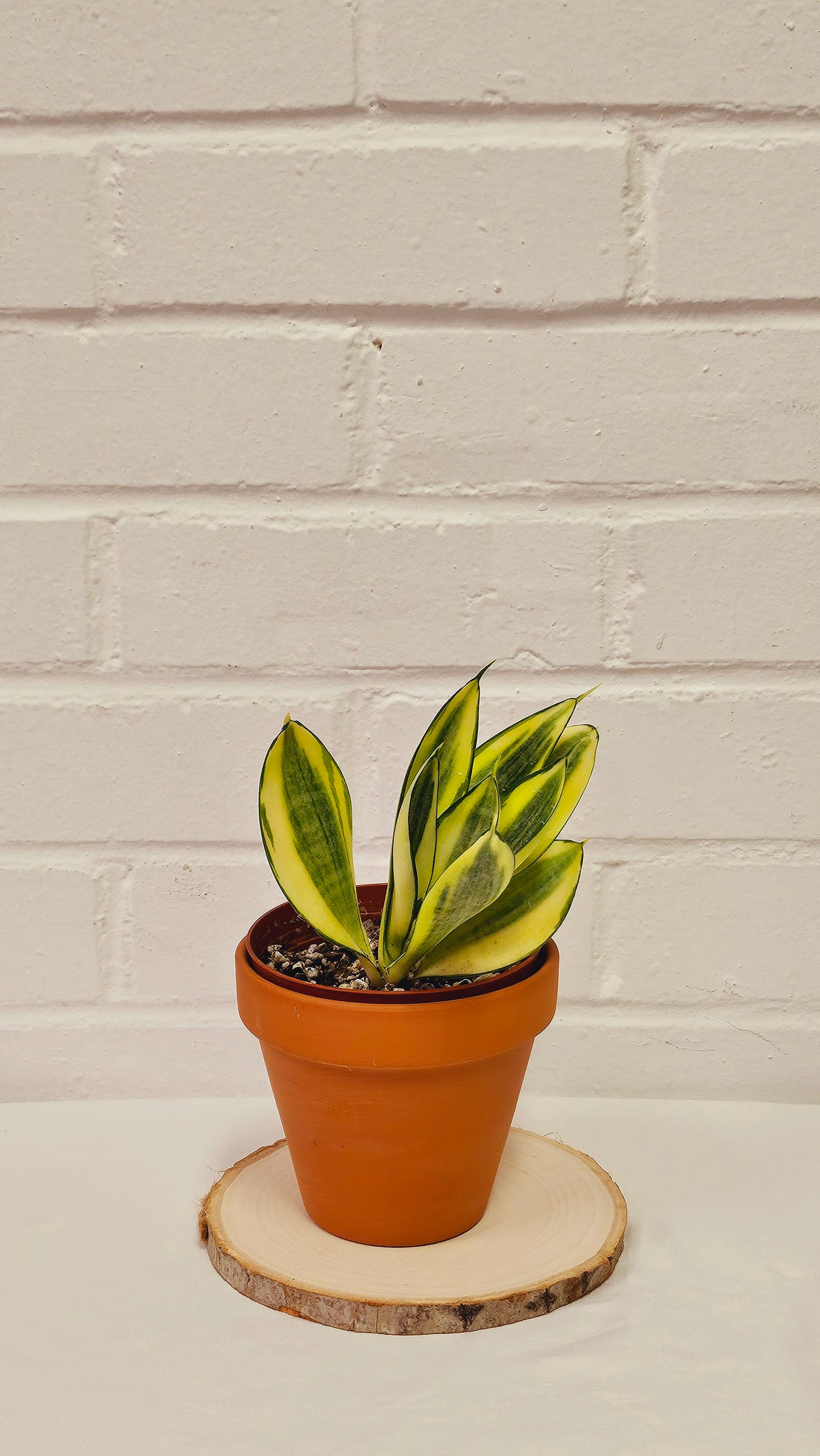 Sansevieria Golden Hahnii Snake Plant