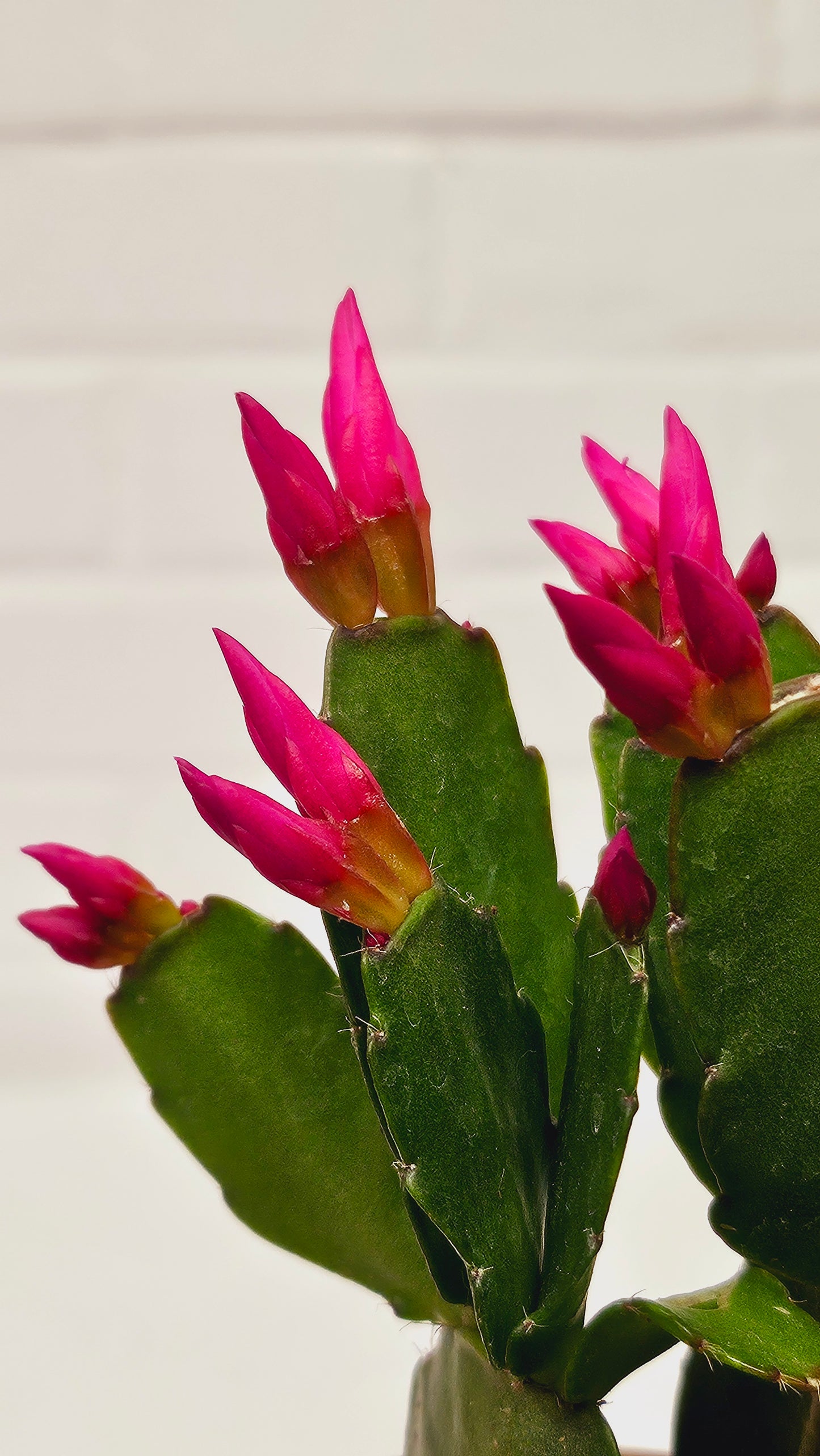 Spring Cactus