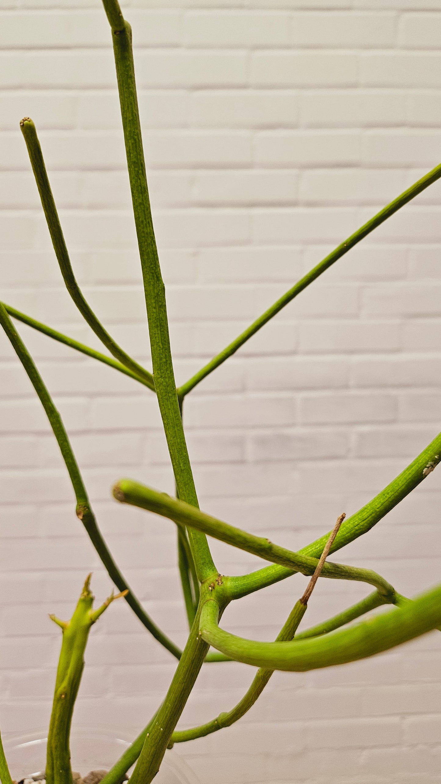 Sticks On Fire (Euphorbia Tirucalli)