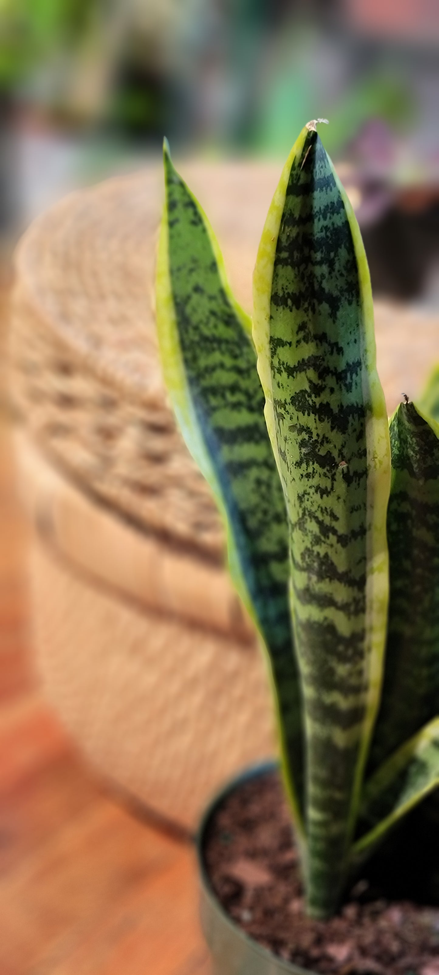 Sansevieria Laurentii