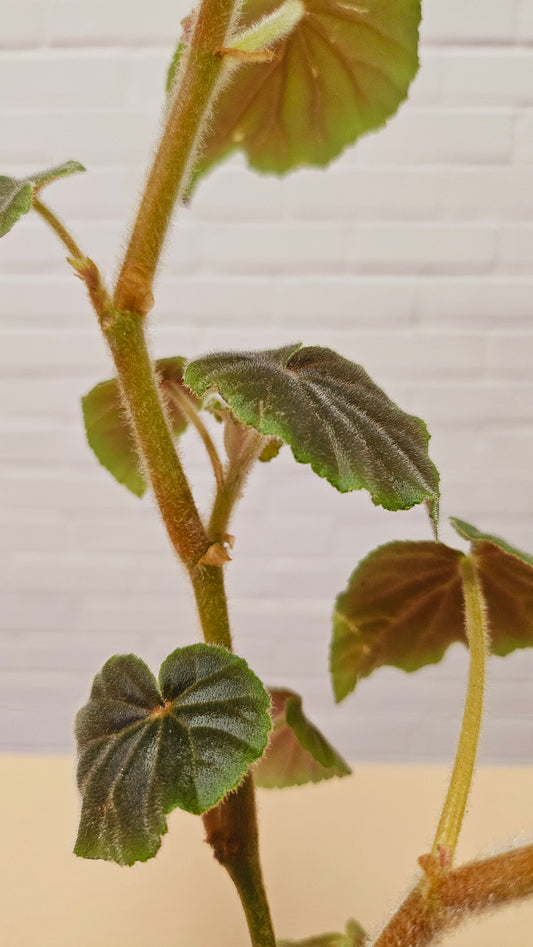 Begonia Subvillosa