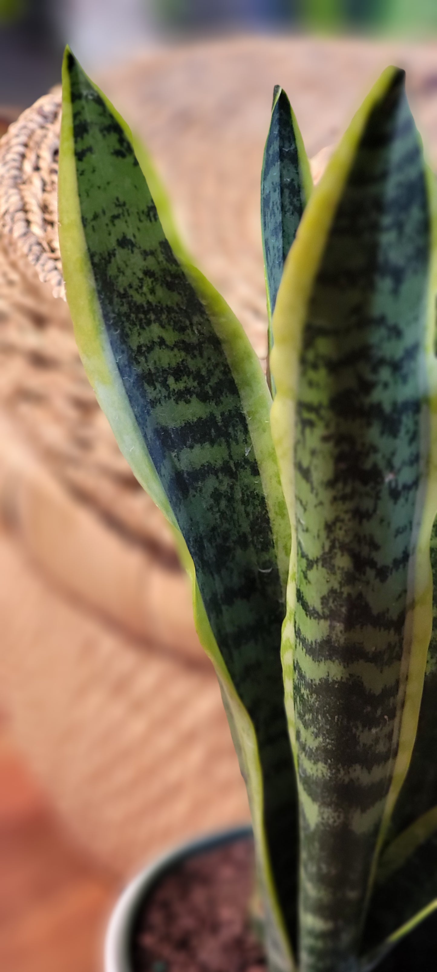 Sansevieria Laurentii