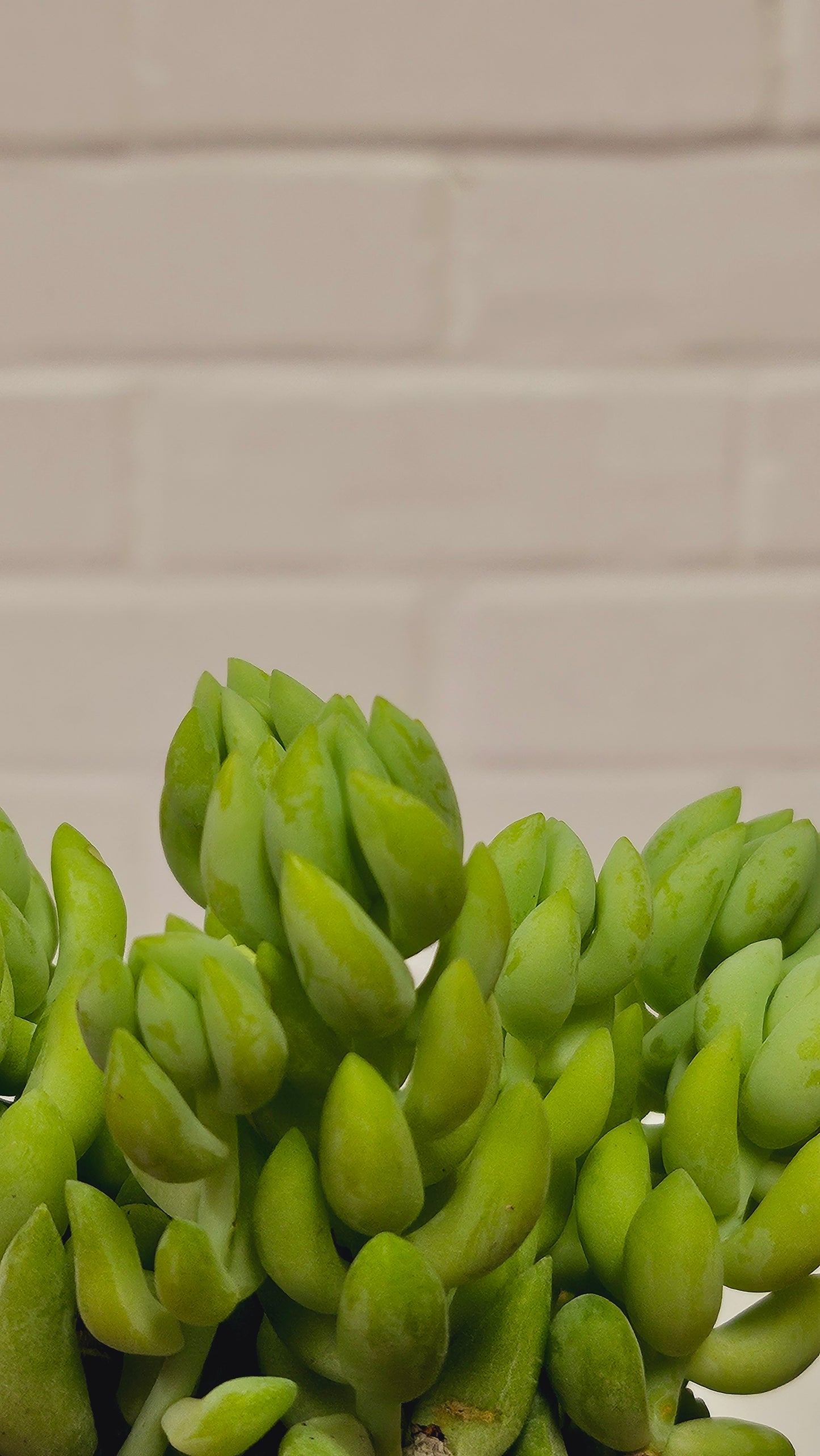 Burro's Tail