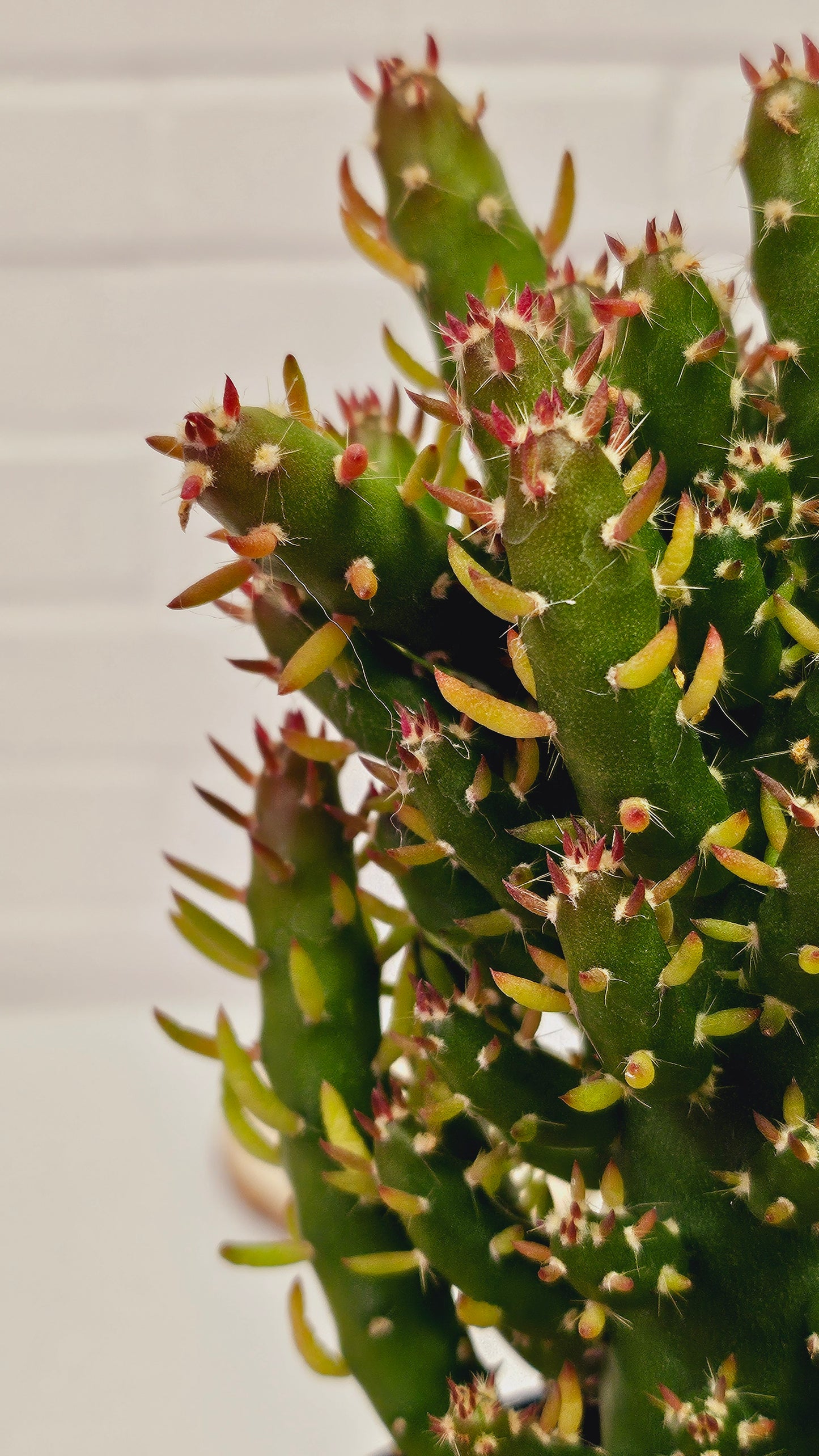 Gumby Opuntia