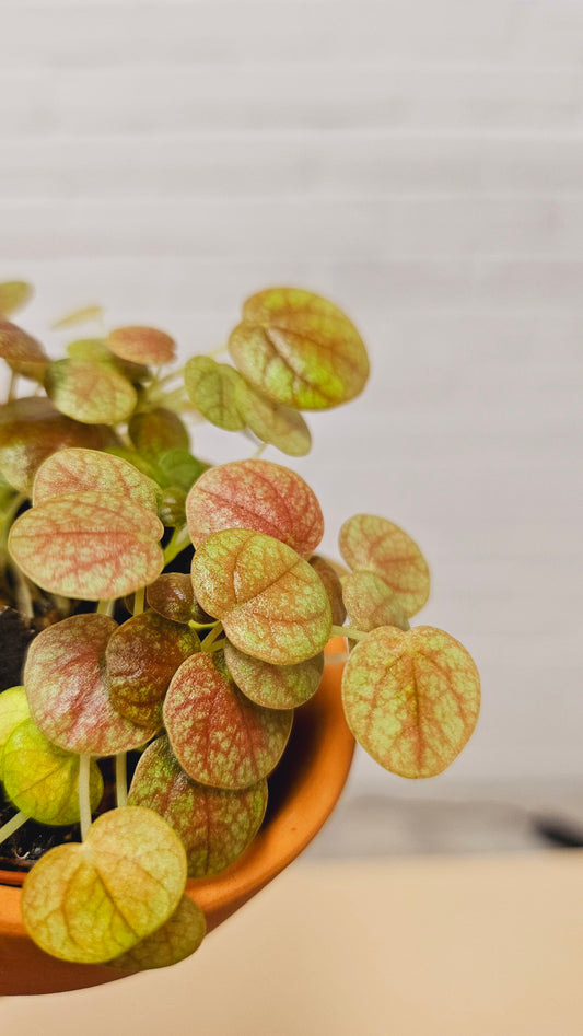 Peperomia Peppermill