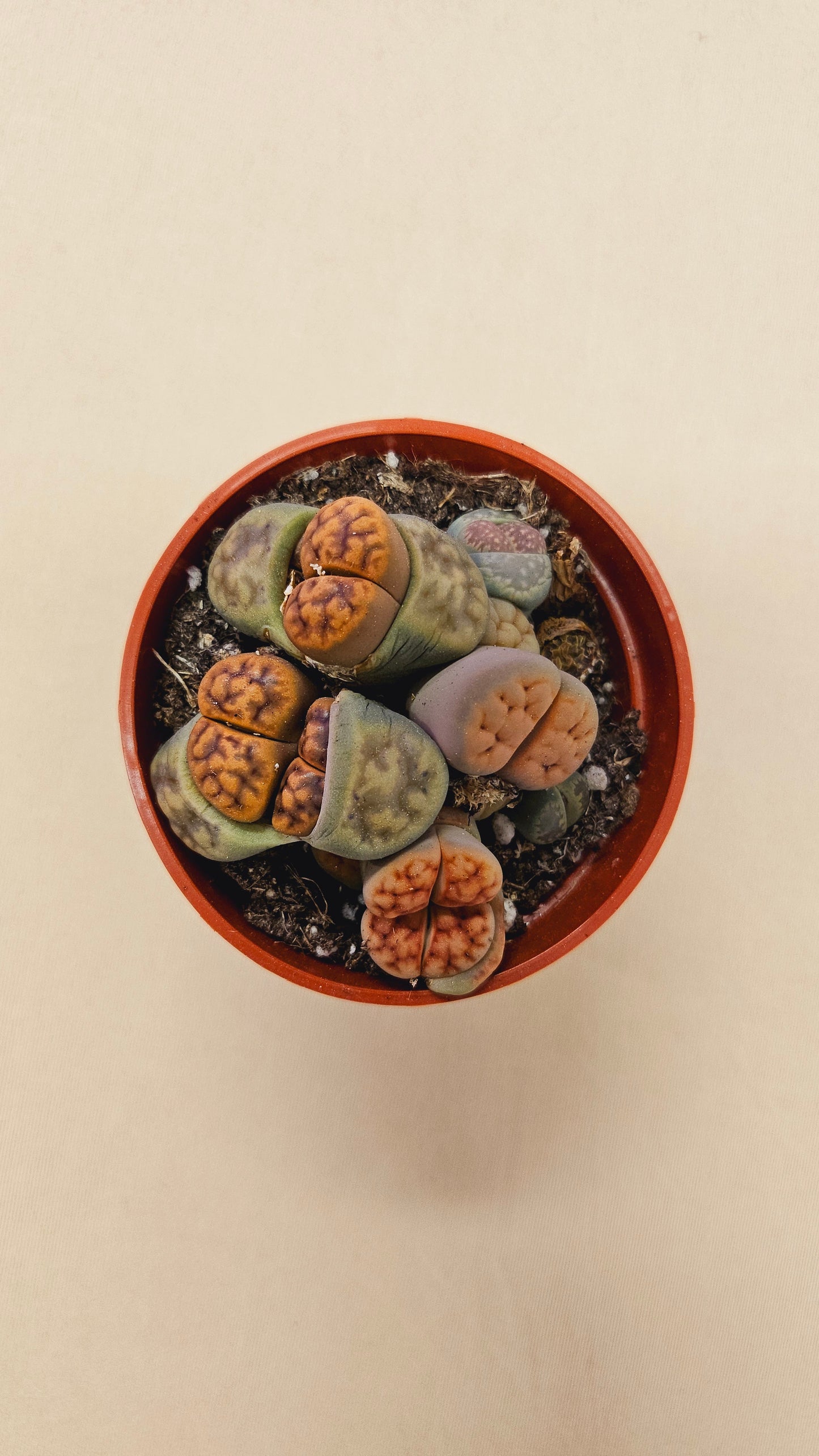 Lithops