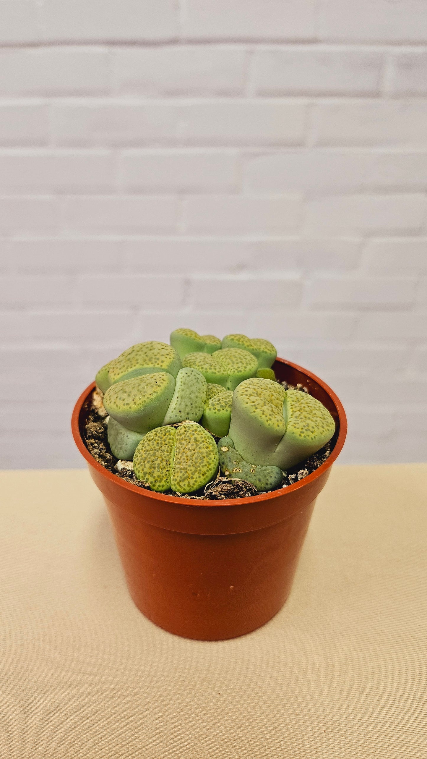 Lithops