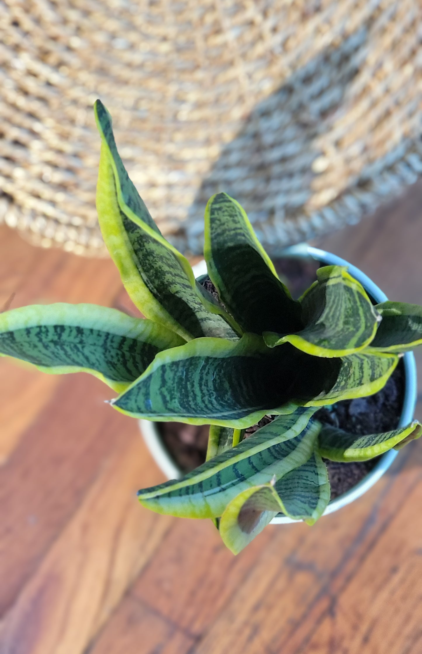 Sansevieria Laurentii