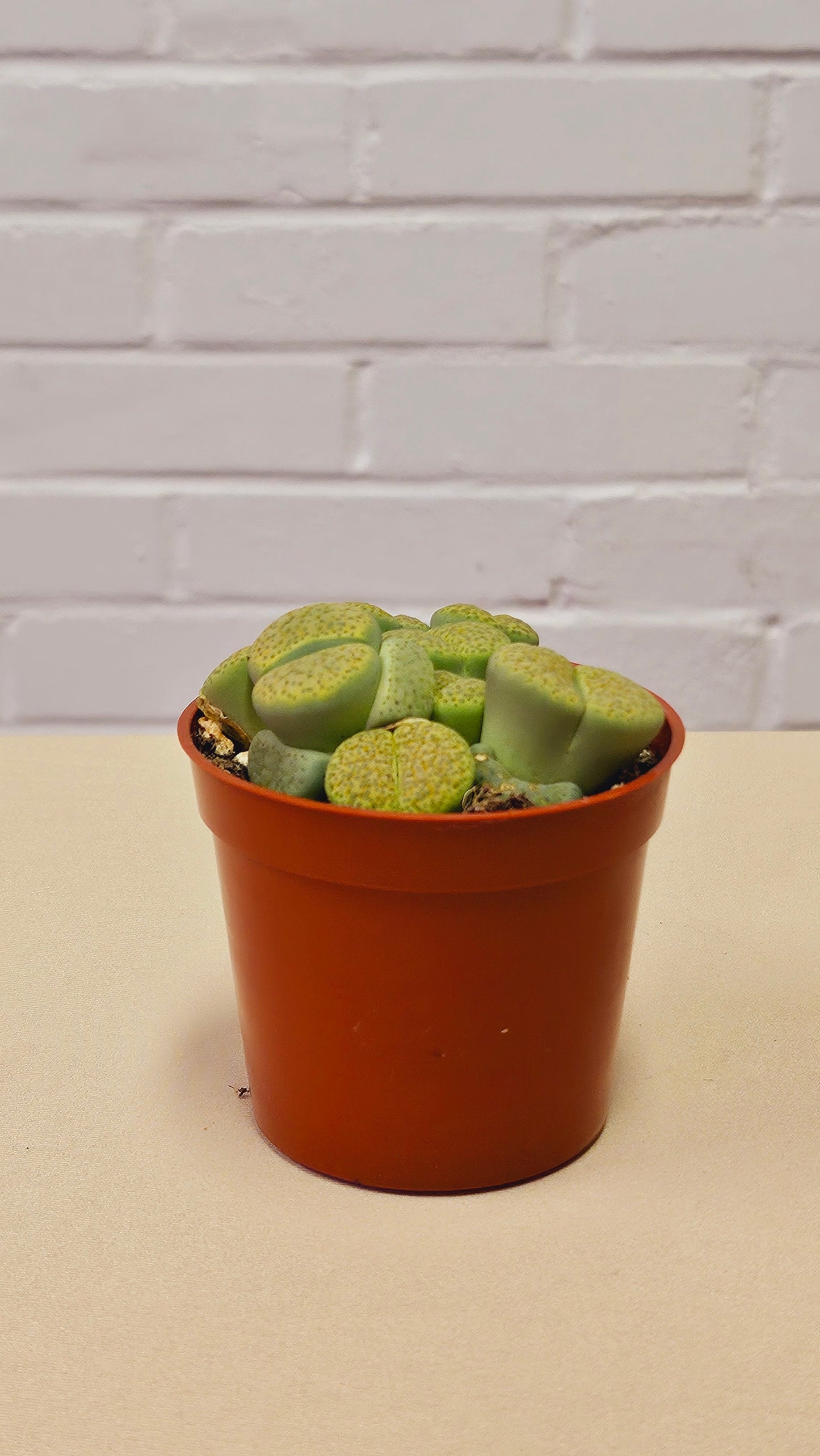 Lithops