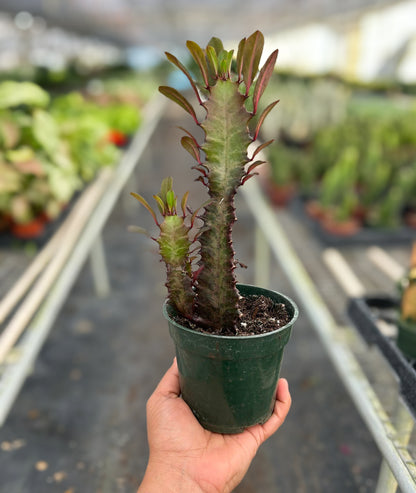 Euphorbia Trigona Rubra